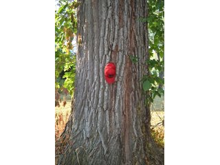 Property photo 5 - 64 Acre Farm Offered in 4 Tracts or in Combinations - Real Estate Auction